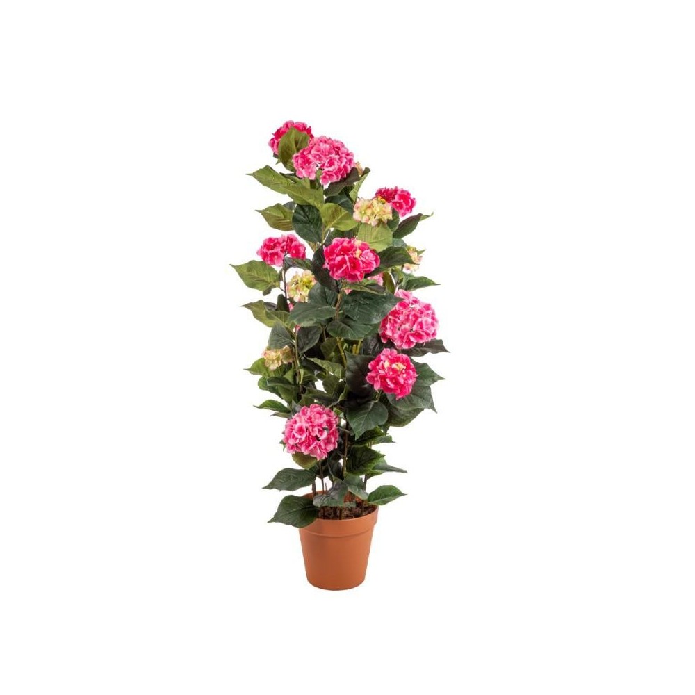 PIANTA ORTENSIE CVASO PINK